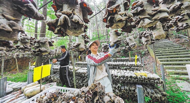 发展产业调研】林下生金不朽情缘网站【高质量(图2)
